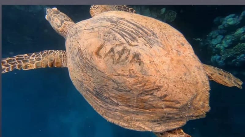 Turista vyryl do krunýře želvy jméno Láďa. Jako by vám řezali do masa, může zemřít, zuří lidé